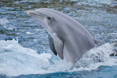 cele mai interesante lucruri despre delfini