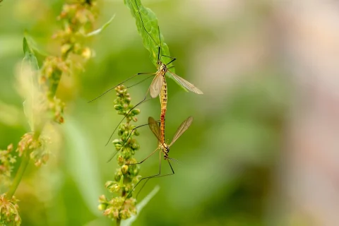 cele mai interesante insecte