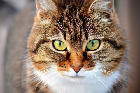cat dureaza caldurile la pisici