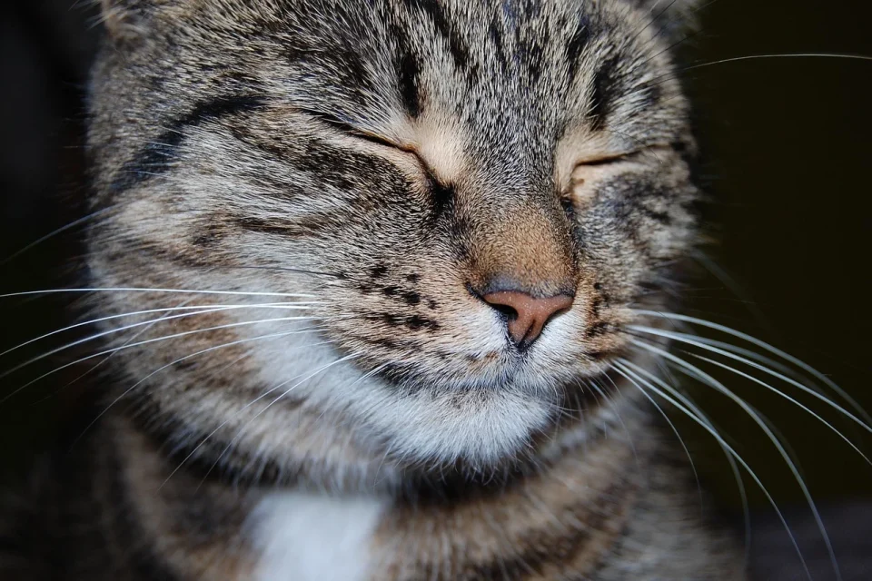 cat dureaza gestatia la pisici